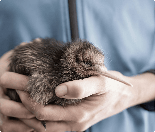 Kiwi Hatchery