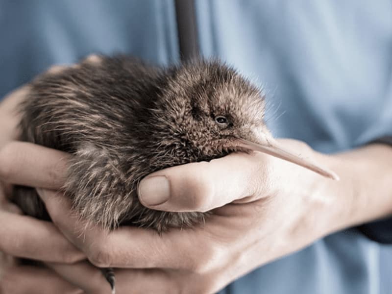 Kiwi Hatchery Content Tile Image