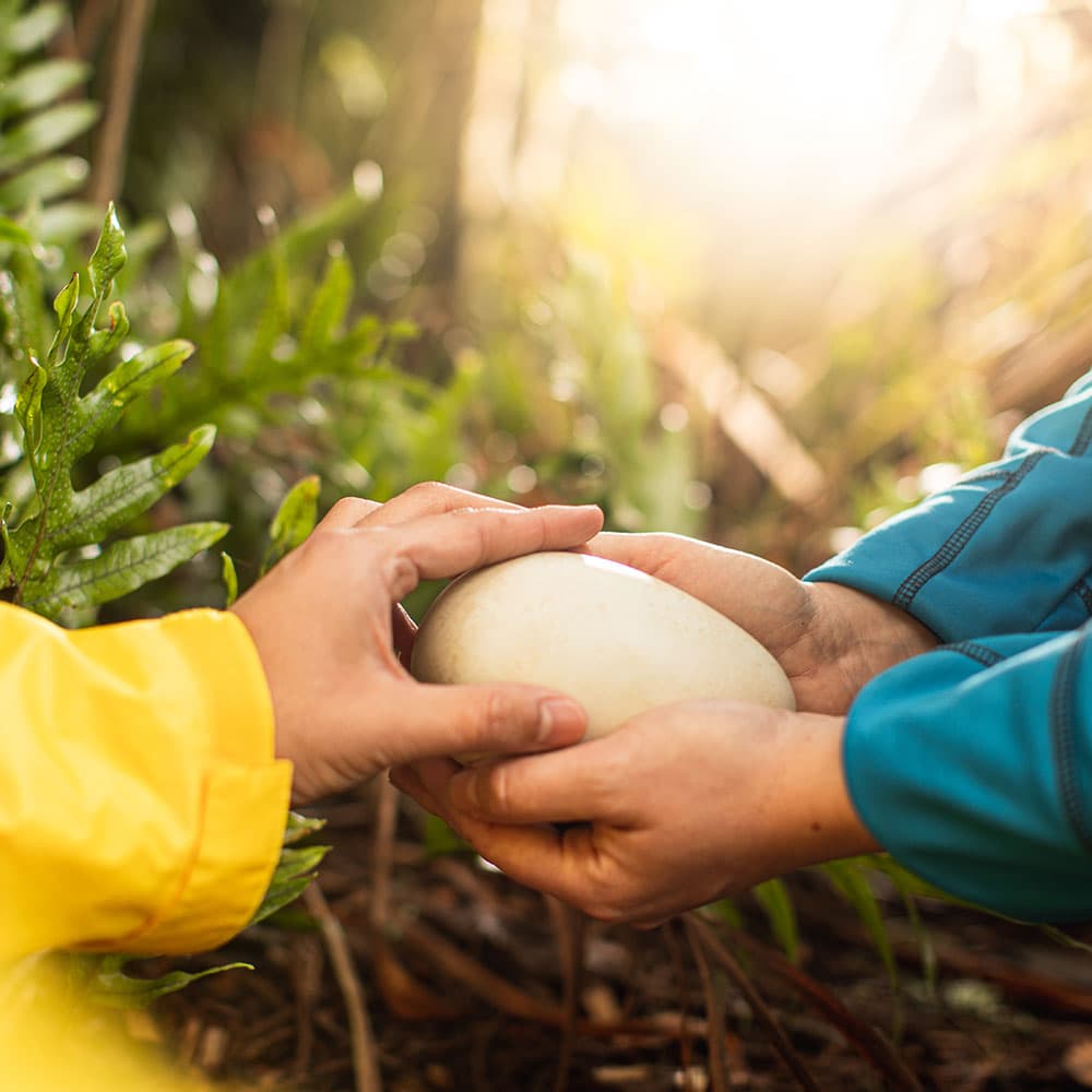 National Kiwi Hatchery Aotearoa promo banner