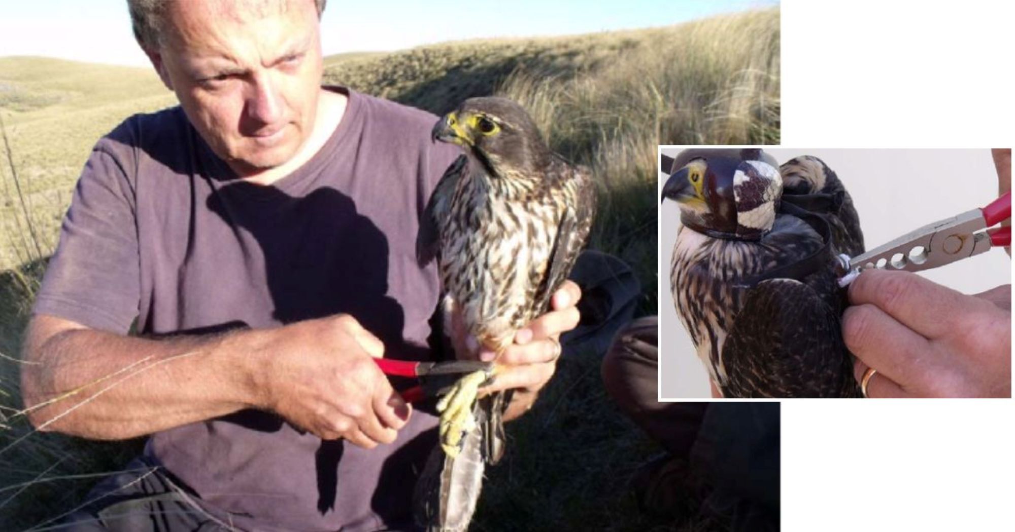 Left: Attaching a metal ID band to an adult female kārearea as part of the bird monitoring programme prior to wind farm construction.Right, inset: Attaching a transmitter to a male kārearea.